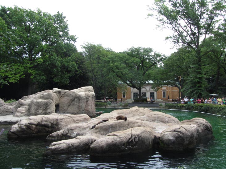 Sea Lions, Bronx Zoo, Bronx Park, The Bronx, August 17, 2014