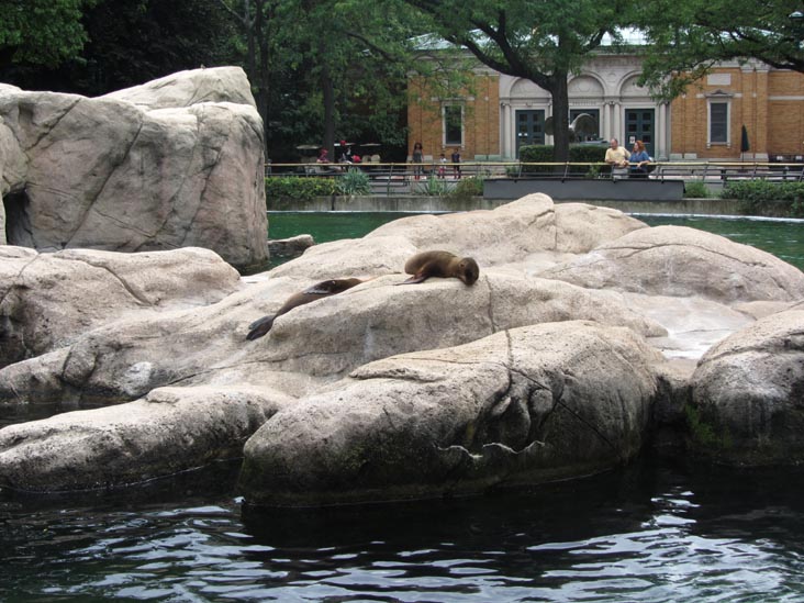 Sea Lions, Bronx Zoo, Bronx Park, The Bronx, August 17, 2014