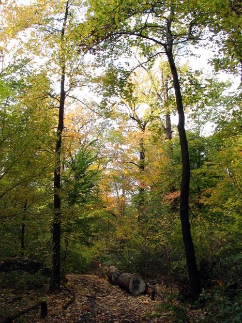 Native Forest, New York Botanical Garden, Bronx Park, The Bronx, October 28, 2006