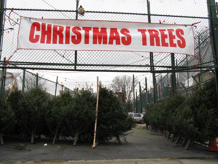 Christmas Trees For Sale, Fordham Road and Cambrelenga Avenue, SE Corner, Fordham, The Bronx, December 9, 2008