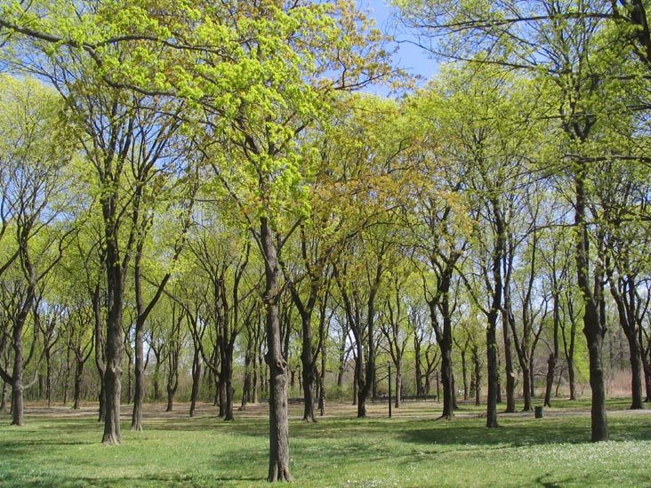 Memorial Grove Behind Bronx Victory Memorial, Pelham Bay Park, The Bronx