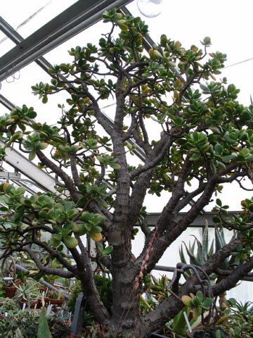 Jade Plant, Marco Polo Stufano Conservatory, Wave Hill, The Bronx