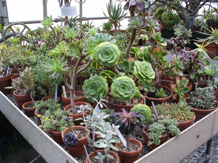 Succulents, Marco Polo Stufano Conservatory, Wave Hill, The Bronx