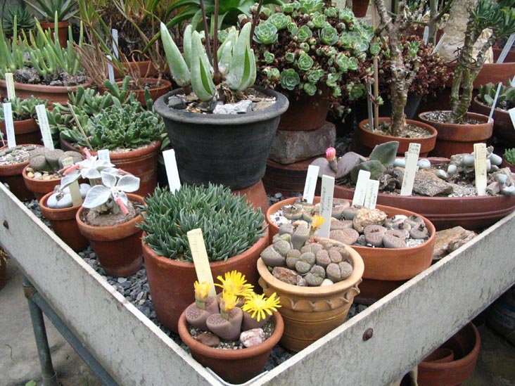 Succulents, Marco Polo Stufano Conservatory, Wave Hill, The Bronx