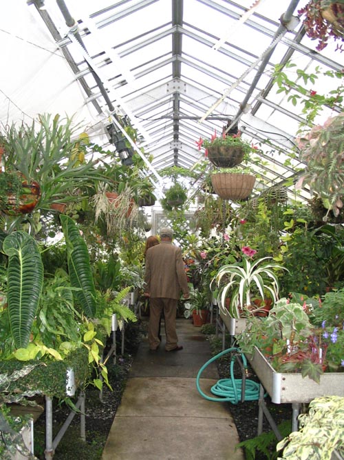Tropical Plants, Marco Polo Stufano Conservatory, Wave Hill, The Bronx