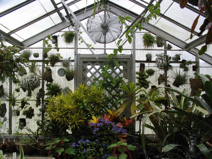 Tropical Plants, Marco Polo Stufano Conservatory, Wave Hill, The Bronx