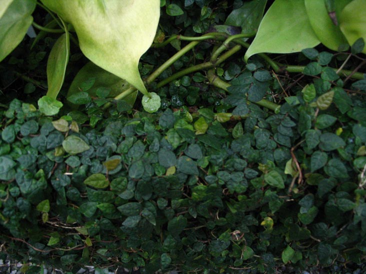 Tropical Plant Room, Marco Polo Stufano Conservatory, Wave Hill, The Bronx