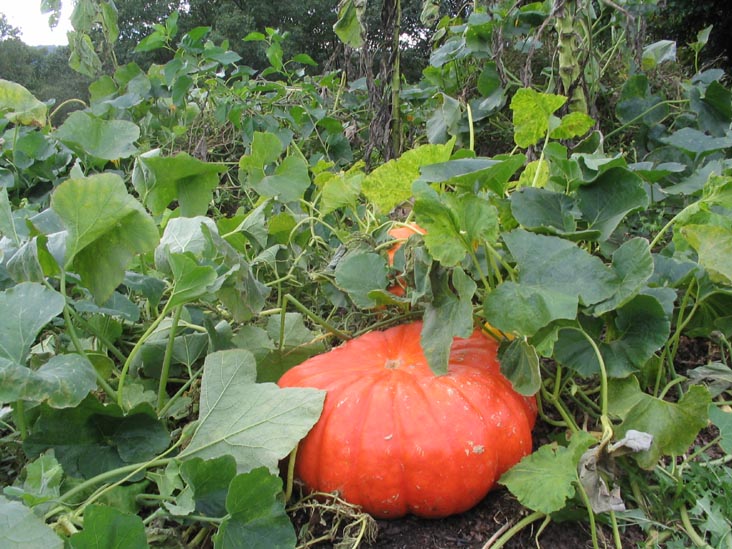 Pumpkin Patch Next to Glyndor House, Wave Hill, The Bronx