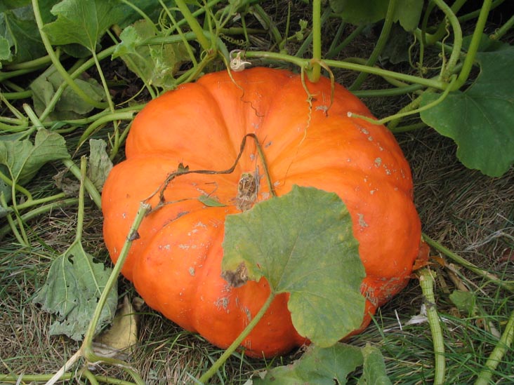 Pumpkin Patch Next to Glyndor House, Wave Hill, The Bronx