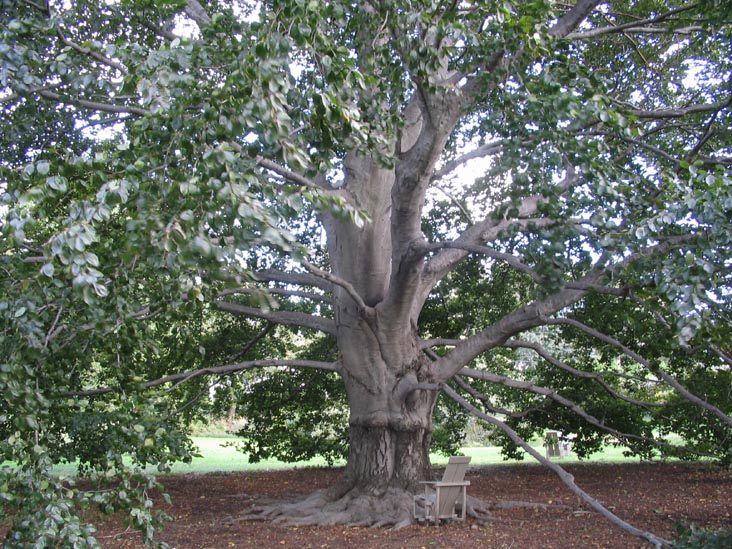 Tree Outside Wave Hill House, Wave Hill, The Bronx