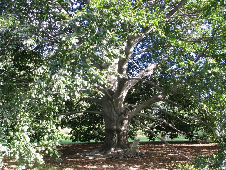 Tree Outside Wave Hill House, Wave Hill, The Bronx