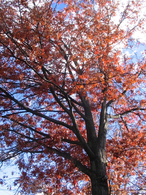 Oak Tree, Katonah Avenue Near 241st Street, Woodlawn, The Bronx