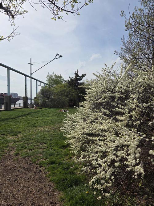 Pier 6, Brooklyn Bridge Park, Brooklyn, April 16, 2026