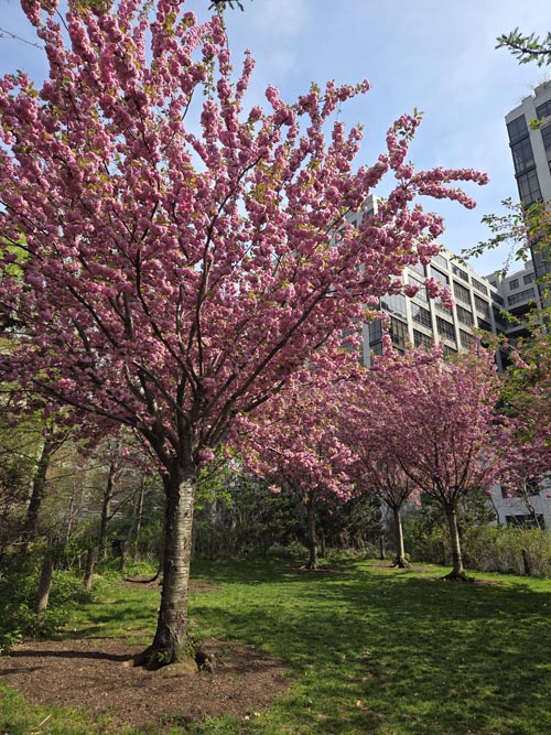 Pier 5 Uplands, Brooklyn Bridge Park, Brooklyn, April 16, 2026