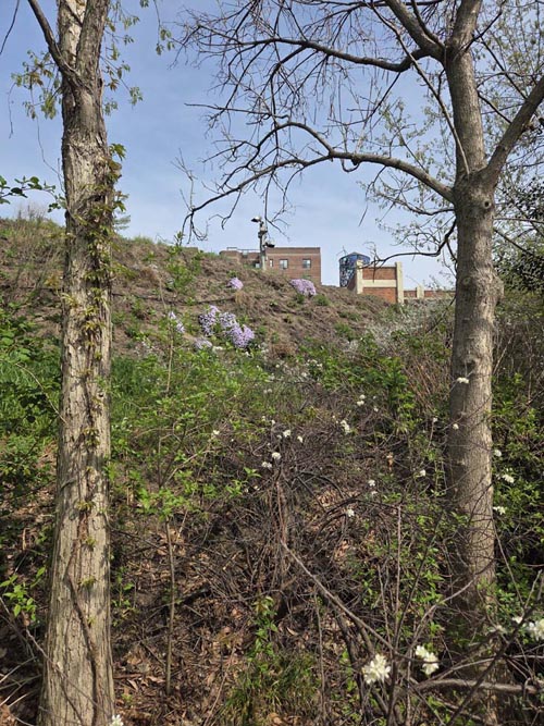 Pier 5 Uplands, Brooklyn Bridge Park, Brooklyn, April 16, 2026