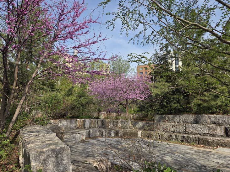 Pier 3 Uplands, Brooklyn Bridge Park, Brooklyn, April 16, 2026