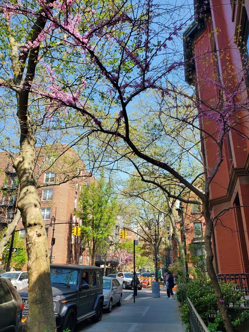 Joralemon Street at Henry Street, Brooklyn Heights, Brooklyn, April 24, 2025
