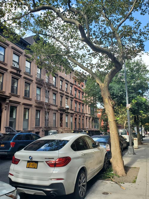 Joralemon Street Between Clinton Street and Sidney Place, Brooklyn Heights, Brooklyn, August 25, 2025