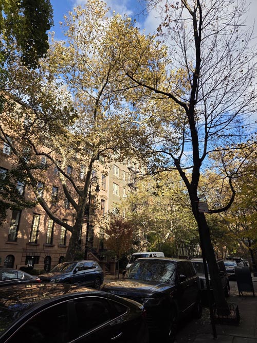 Joralemon Street at Garden Place, Brooklyn Heights, Brooklyn, November 6, 2025