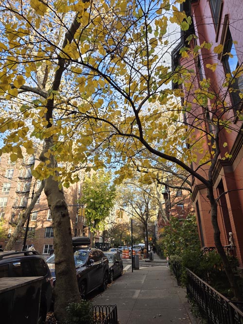 Joralemon Street at Henry Street, Brooklyn Heights, Brooklyn, November 6, 2025