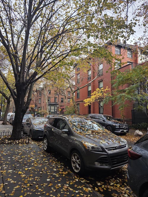 Joralemon Street Near Henry Street, Brooklyn Heights, Brooklyn, November 10, 2025