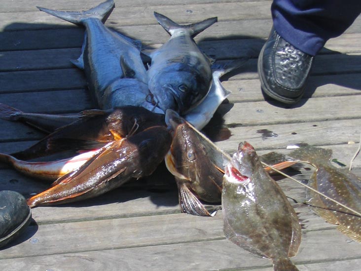 Bluefish, Flounder and Sea Robin, Coney Island Pier, Coney Island, Brooklyn, May 20, 2004