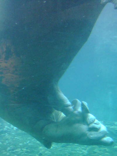 Ayveq The Masturbating Walrus, New York Aquarium, Coney Island, Brooklyn, October 20, 2007