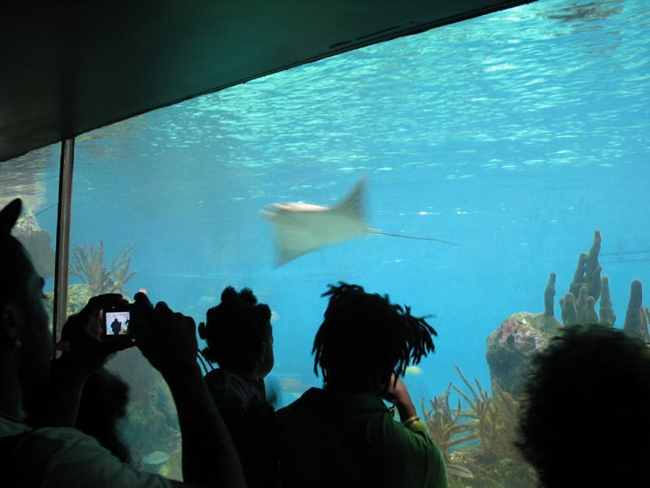 Ray, New York Aquarium, Coney Island, Brooklyn, May 28, 2006