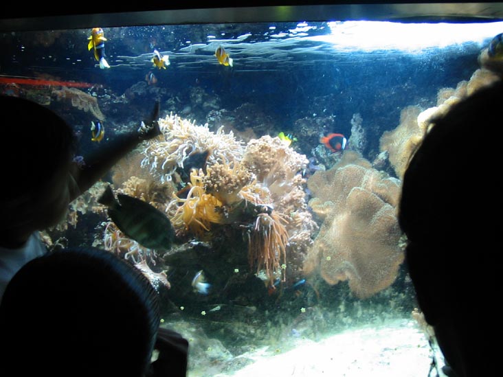 New York Aquarium, Coney Island, Brooklyn, May 28, 2006