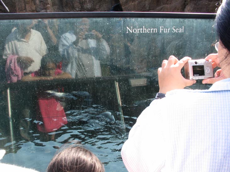 Northern Fur Seal, New York Aquarium, Coney Island, Brooklyn, May 28, 2006