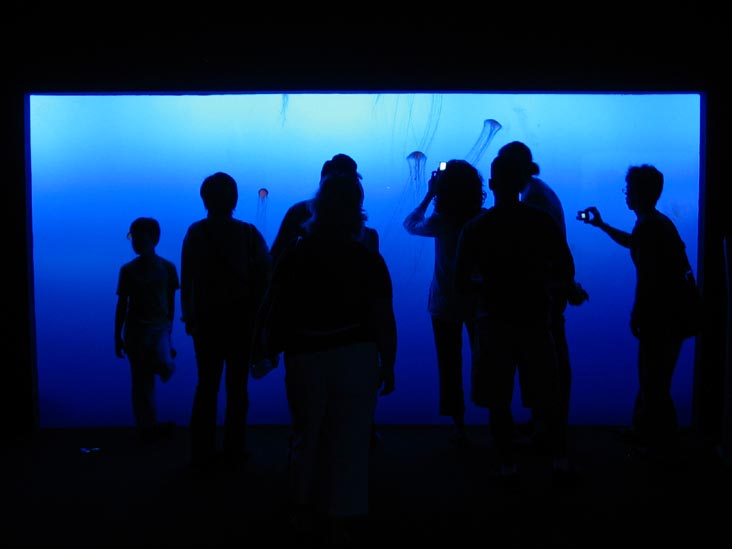 Jelly Fish, New York Aquarium, Coney Island, Brooklyn, May 28, 2006