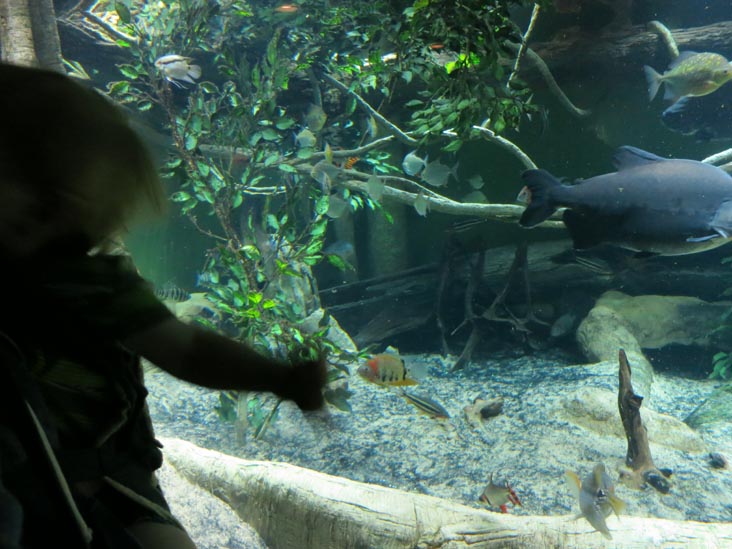 Conservation Hall, New York Aquarium, Coney Island, Brooklyn, May 28, 2013