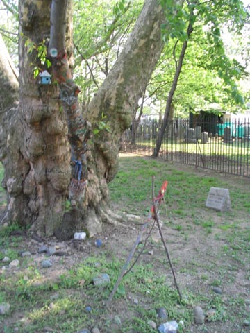 Sycamore Tree, Gravesend Cemetery, Brooklyn