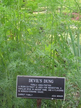 Devil's Dung, Herb Garden, Brooklyn Botanic Garden