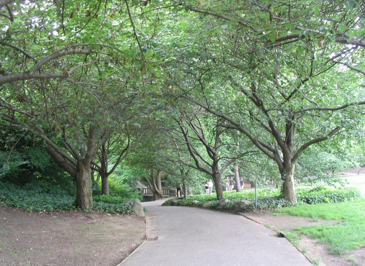 Cherry Walk, Brooklyn Botanic Garden