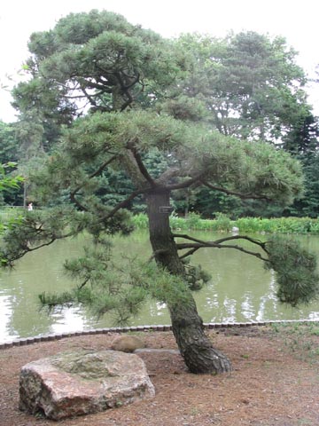 Japanese Pine, Brooklyn Botanic Garden
