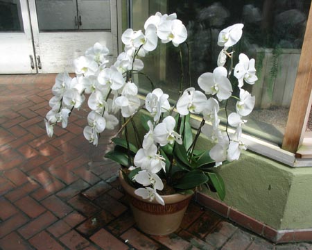 Orchid, Steinhardt Conservatory, Brooklyn Botanic Garden