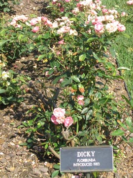 Dicky Rose, Cranford Rose Garden, Brooklyn Botanic Garden