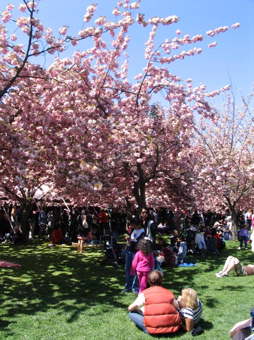 Sakura Matsuri Cherry Blossom Festival, Brooklyn Botanic Garden, Brooklyn, April 29, 2006