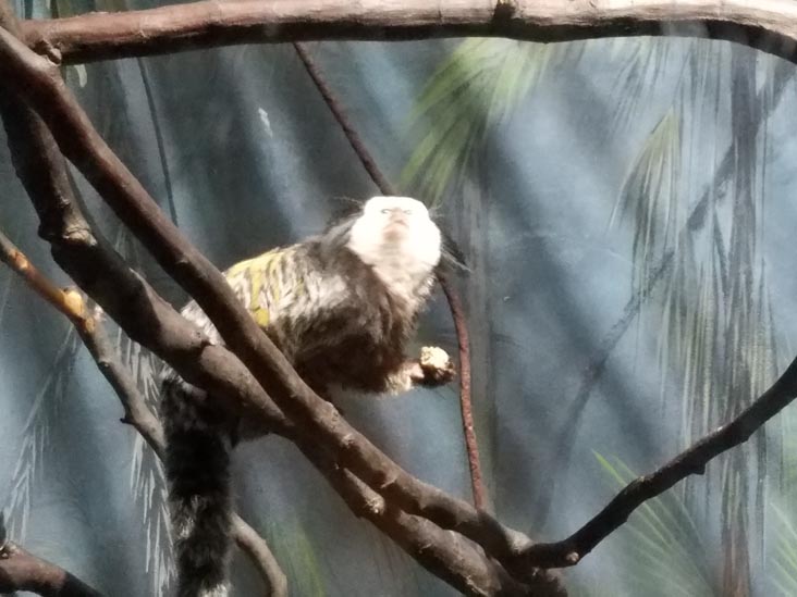 Prospect Park Zoo, Prospect Park, Brooklyn, June 7, 2018