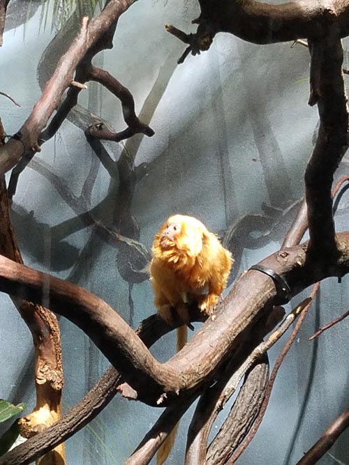 Prospect Park Zoo, Prospect Park, Brooklyn, June 7, 2018