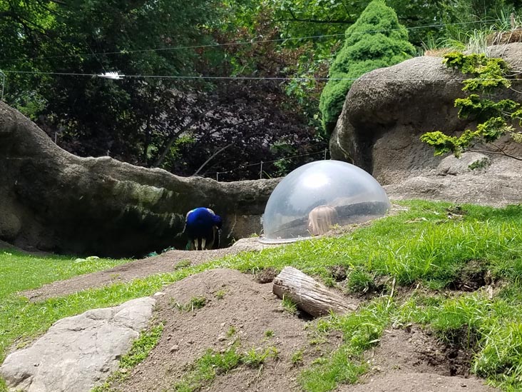 Prospect Park Zoo, Prospect Park, Brooklyn, June 7, 2018