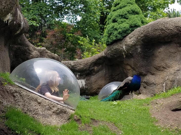 Prospect Park Zoo, Prospect Park, Brooklyn, June 7, 2018