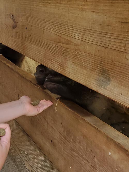 Petting Zoo, Prospect Park Zoo, Prospect Park, Brooklyn, July 20, 2021
