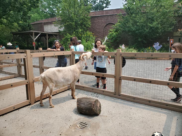 Petting Zoo, Prospect Park Zoo, Prospect Park, Brooklyn, July 20, 2021