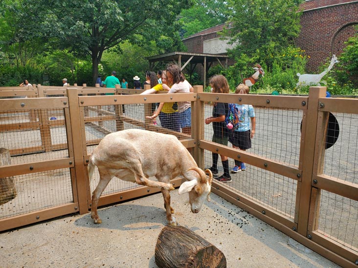 Petting Zoo, Prospect Park Zoo, Prospect Park, Brooklyn, July 20, 2021