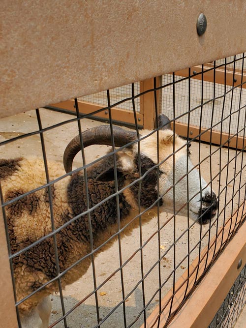 Petting Zoo, Prospect Park Zoo, Prospect Park, Brooklyn, July 20, 2021