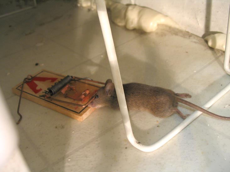 Mouse Caught In Trap
