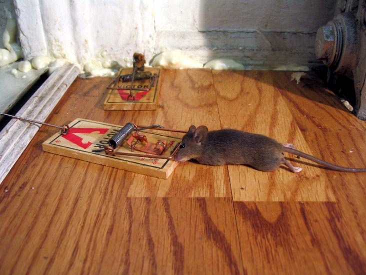 Mouse Caught In Trap