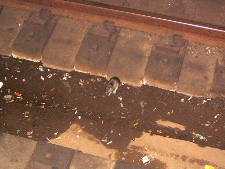 Rat, Vernon Boulevard-Jackson Avenue Subway Station, Hunters Point, Long Island City, Queens, October 31, 2006